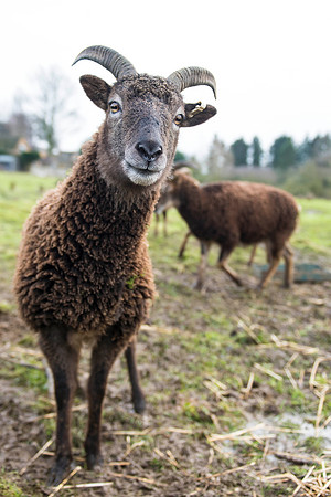 Soay Sheep 97