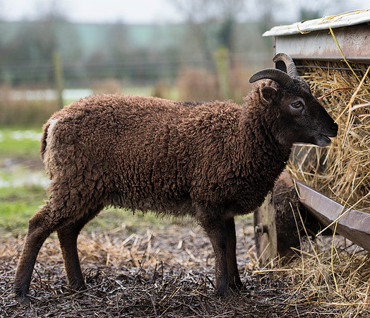 Soay Sheep 73