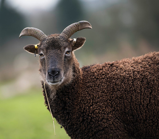 Soay Sheep 74
