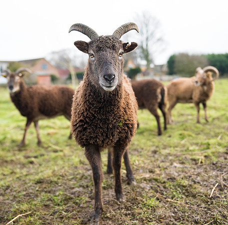Soay Sheep 34