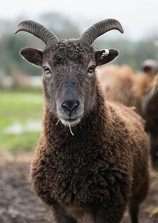 Soay Sheep 13
