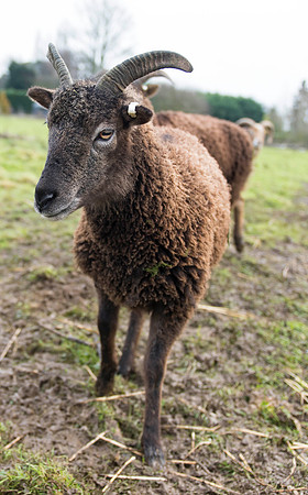 Soay Sheep 2