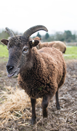 Soay Sheep 20