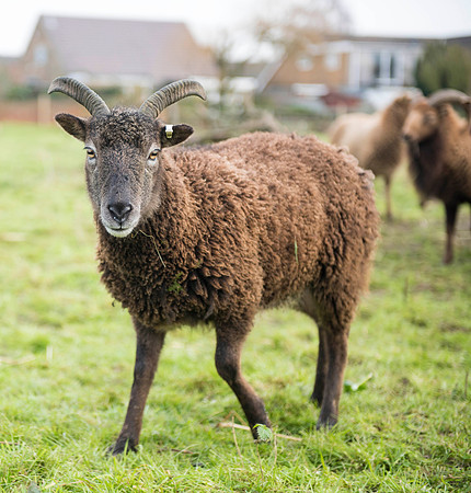 Soay Sheep 6