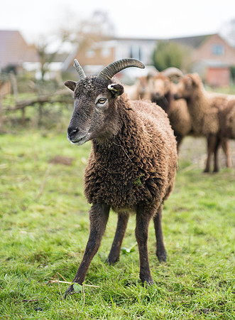 Soay Sheep 9