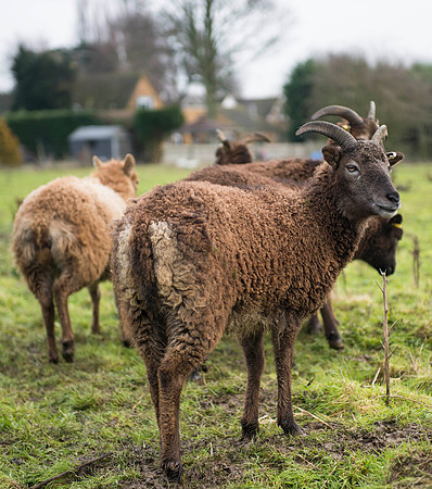 Soay Sheep 60