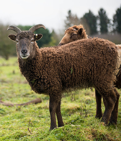 Soay Sheep 61