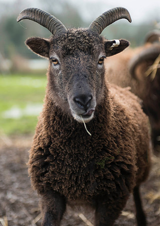 Soay Sheep 14