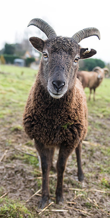 Soay Sheep 23