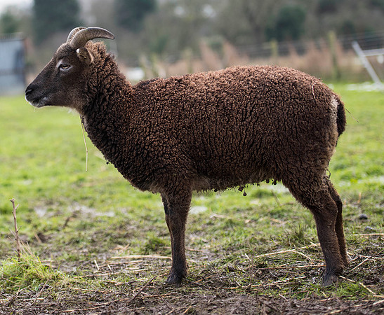 Soay Sheep 66