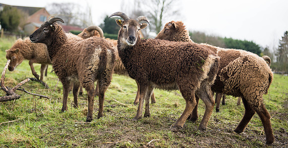 Soay Sheep 93