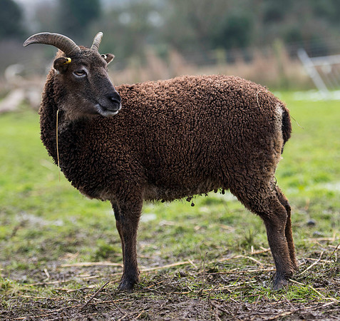 Soay Sheep 79