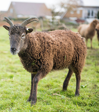 Soay Sheep 4