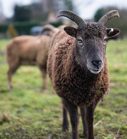 Soay Sheep 50
