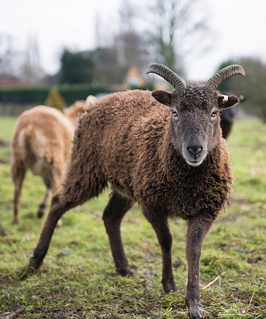 Soay Sheep 49