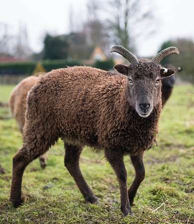 Soay Sheep 47