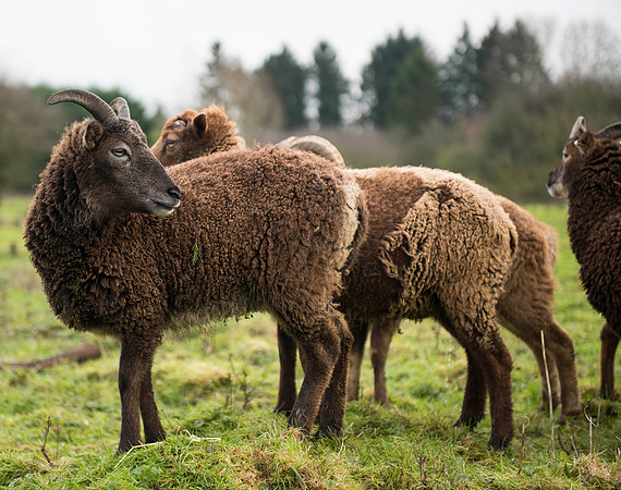 Soay Sheep 62