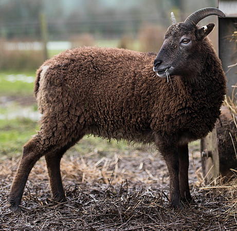 Soay Sheep 72