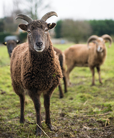 Soay Sheep 39