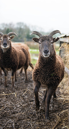 Soay Sheep 11