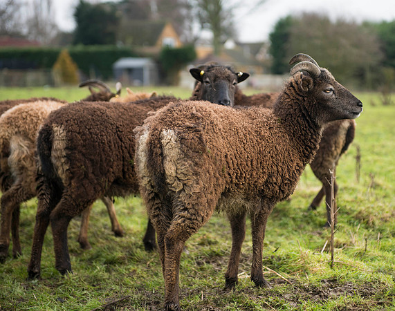 Soay Sheep 58