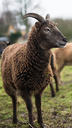 Soay Sheep 40