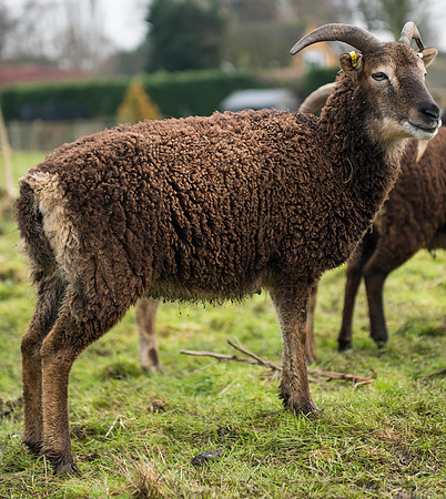 Soay Sheep 57
