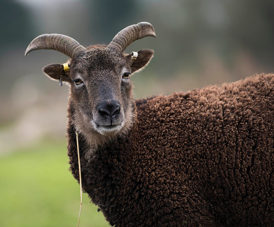 Soay Sheep 76