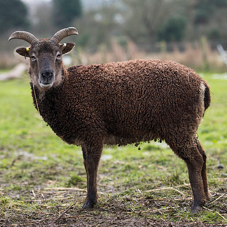 Soay Sheep 69