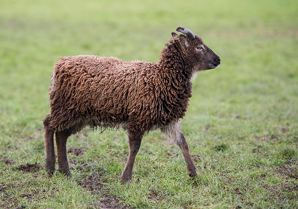 Soay Sheep 94