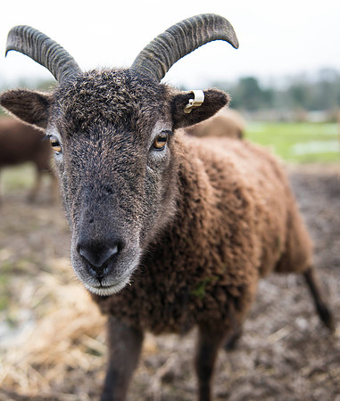 Soay Sheep 17