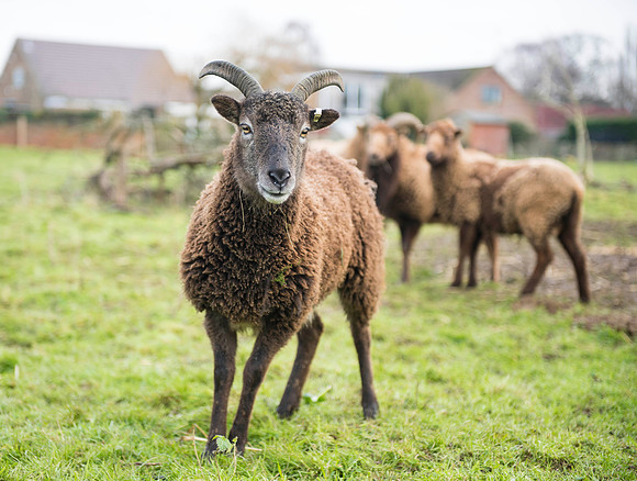 Soay Sheep 8
