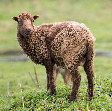 Soay Sheep 85