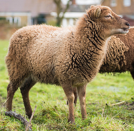 Soay Sheep 54