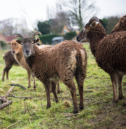 Soay Sheep 28