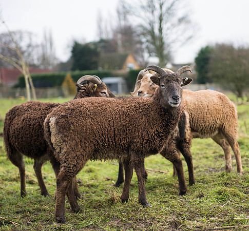 Soay Sheep 44