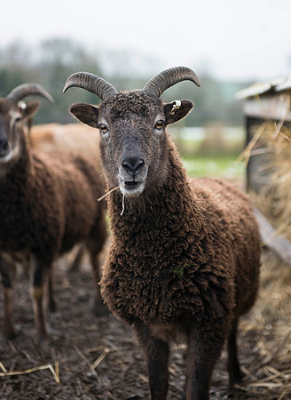 Soay Sheep 12