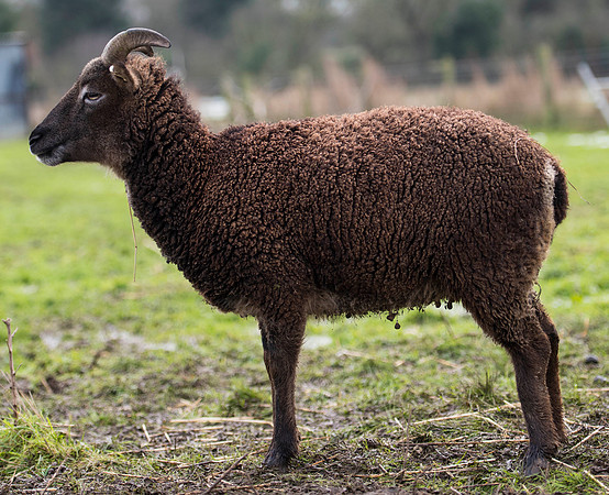 Soay Sheep 71