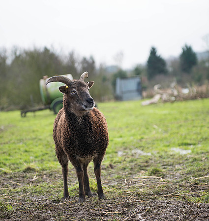 Soay Sheep 42