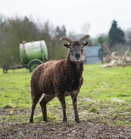 Soay Sheep 31