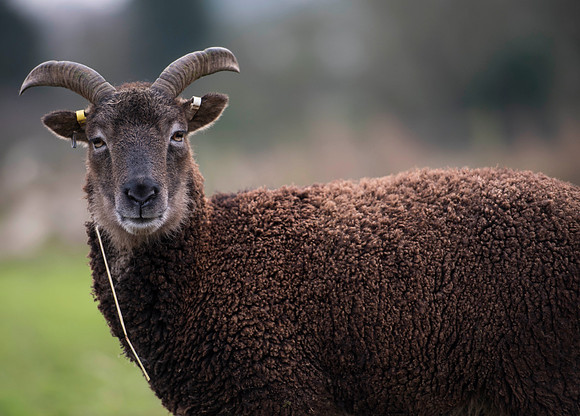 Soay Sheep 83