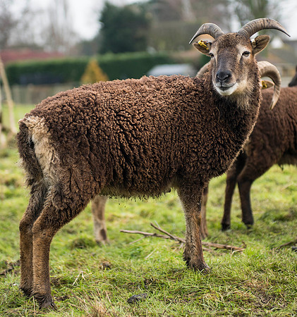 Soay Sheep 56