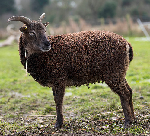 Soay Sheep 68