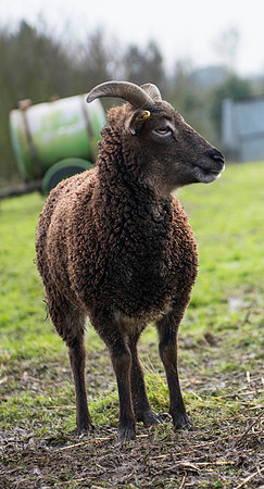 Soay Sheep 46