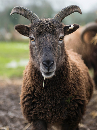Soay Sheep 15