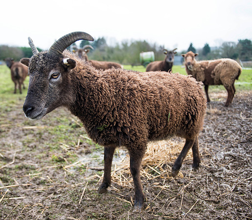 Soay Sheep 21