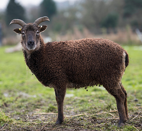 Soay Sheep 78