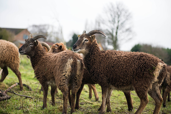 Soay Sheep 33
