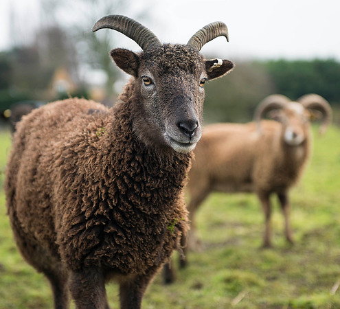 Soay Sheep 38