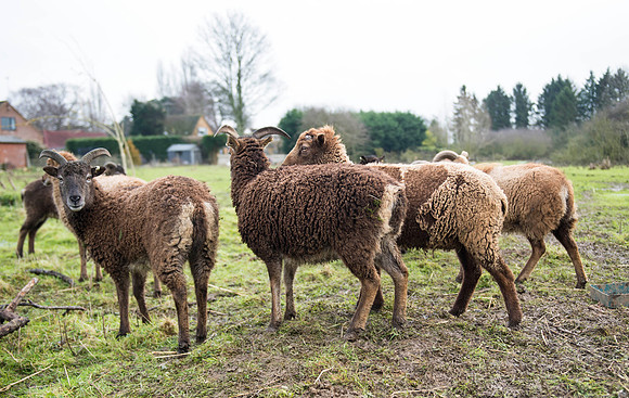 Soay Sheep 27